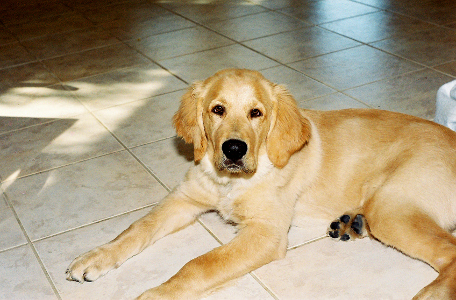 [A young golden-brown retriever lays on the tiled floor with his head up staring at the camera. He has a big black nose, floppy ears, and relatively short fur.]